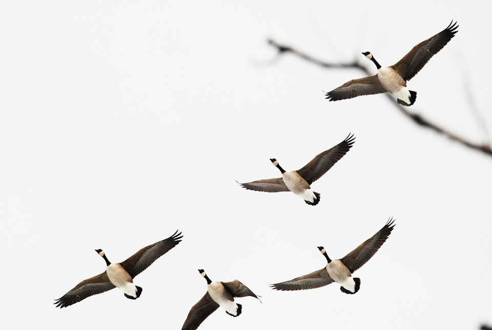 geese-1 geese-1